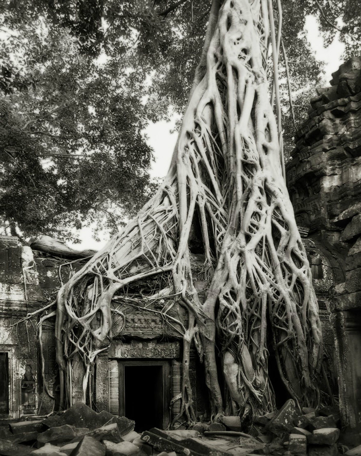 BRABBU Design Inspiration - the Most Impressive Ancient Trees