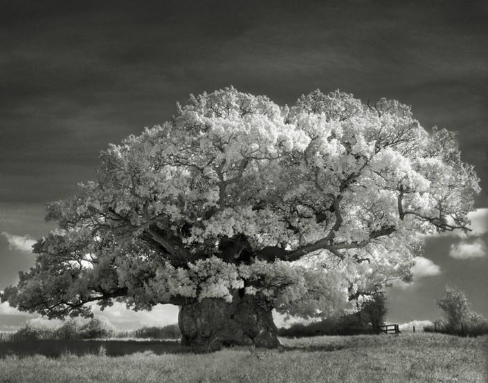 BRABBU Design Inspiration - the Most Impressive Ancient Trees