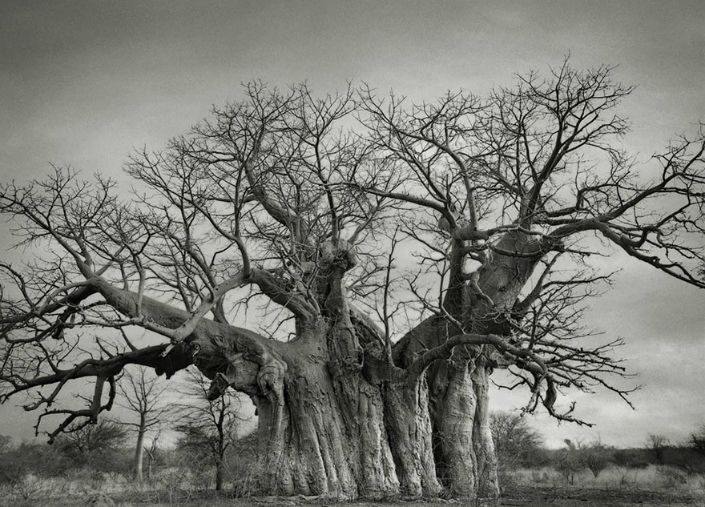 BRABBU Design Inspiration - the Most Impressive Ancient Trees