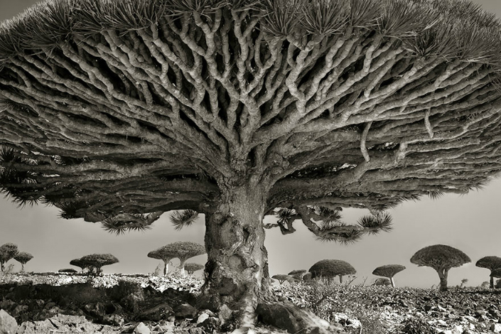 BRABBU Design Inspiration - the Most Impressive Ancient Trees