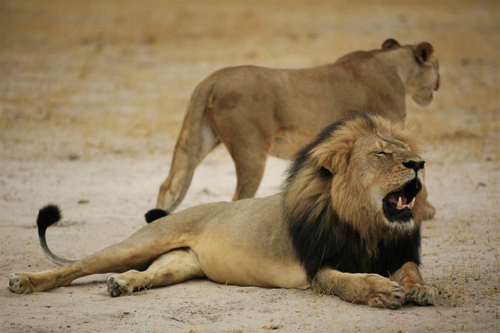 Cecil The Lion last spark of Nature's most famous creature (2)