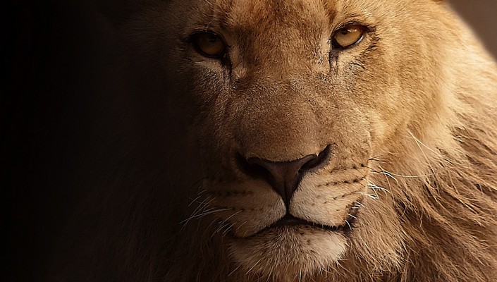 Cecil The Lion last spark of Nature's most famous creature (3)