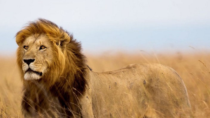 Cecil The Lion last spark of Nature's most famous creature (6)