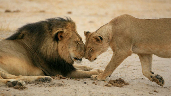 Cecil The Lion last spark of Nature's most famous creature_