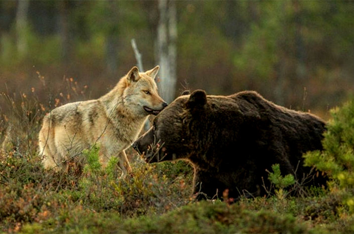BRABBU Design Inspiration – the unusual friendship between a wolf and a bear 4
