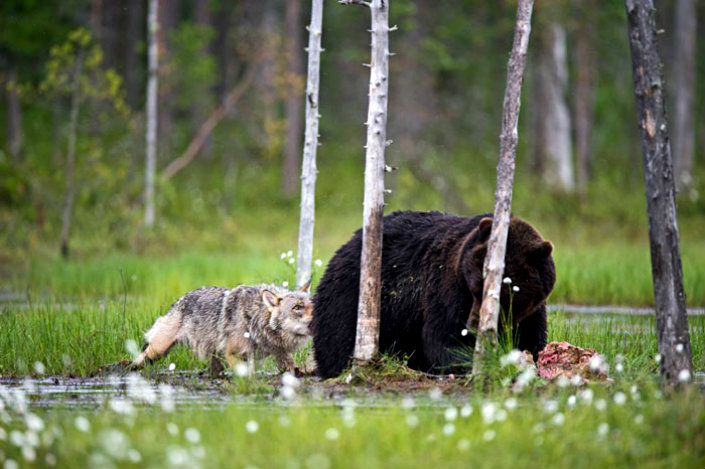 BRABBU Design Inspiration – the unusual friendship between a wolf and a bear 5