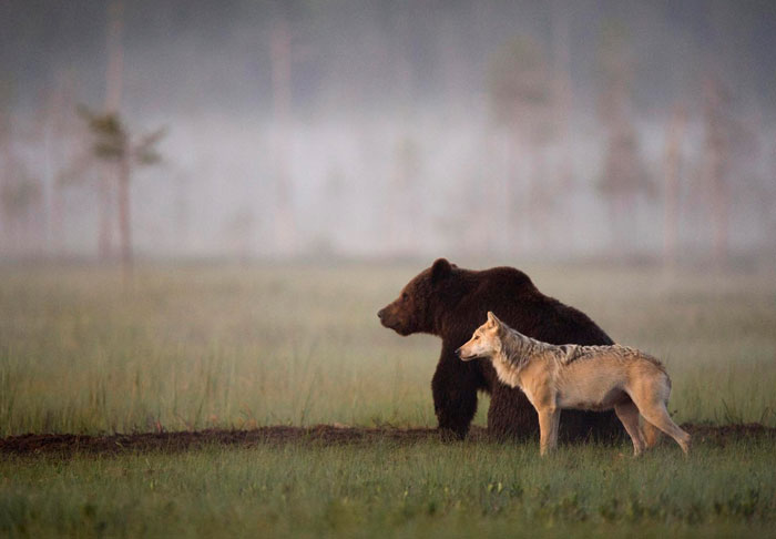 BRABBU Design Inspiration – the unusual friendship between a wolf and a bear 7