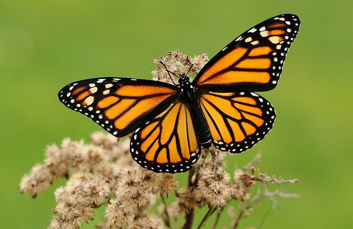 BRABBU Design Inspiration – A butterfly’s life cycle