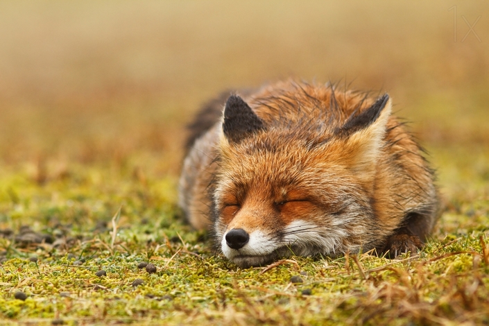 These photos of Foxes enjoying their time will make your day 1