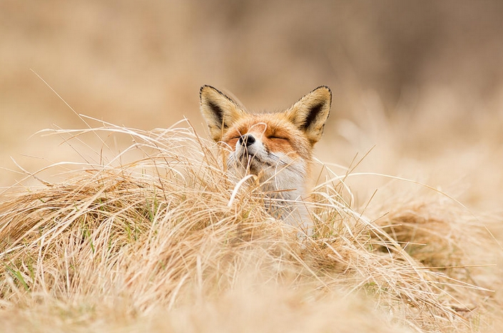 These photos of Wild Foxes enjoying their time will make your day 10