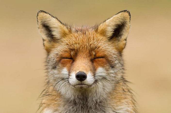 These photos of Foxes enjoying their time will make your day 7