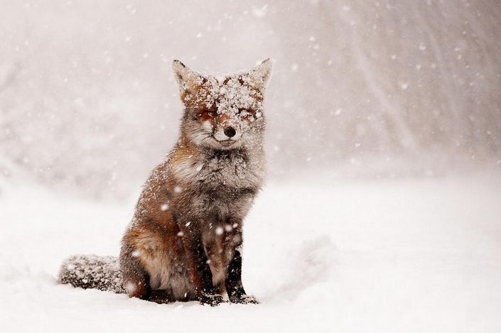 These photos of Wild Foxes enjoying their time will make your day 8