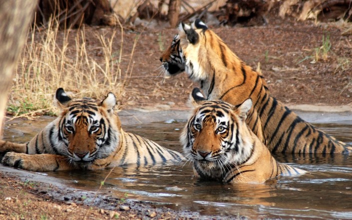 "Wildest destinations you must travel to-Ranthambore National Park, India"