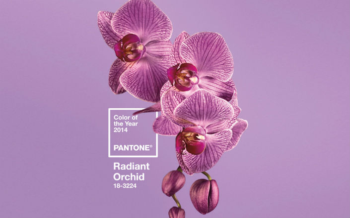 Pantone color of the year 2014-Radiant Orchid